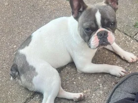 French Bulldog