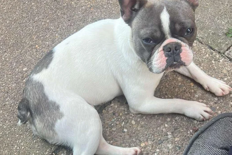 French Bulldog