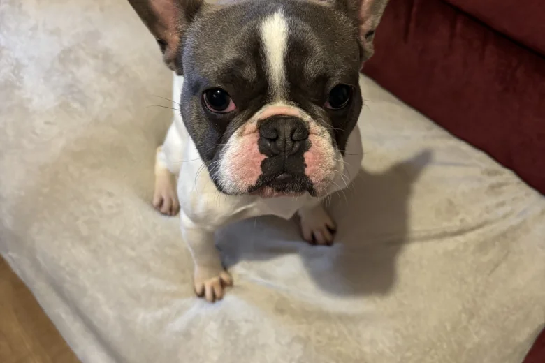 French Bulldog