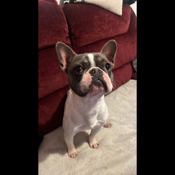 French Bulldog