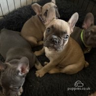 French Bulldog - Both