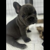 French Bulldog - Both