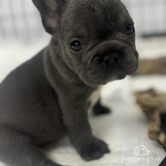 French Bulldog - Both