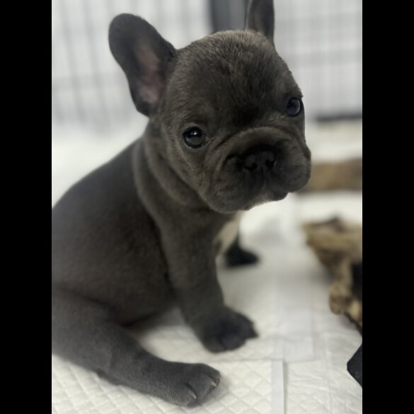 French Bulldog - Both