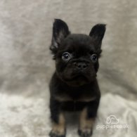 French Bulldog - Both