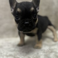 French Bulldog - Both