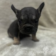 French Bulldog - Both