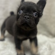 French Bulldog - Both