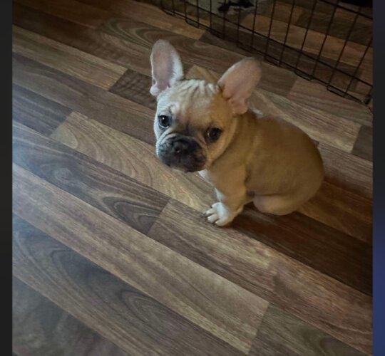 French Bulldog