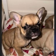 French Bulldog - Both