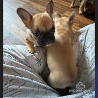 French Bulldog - Both