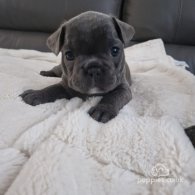 French Bulldog - Dogs