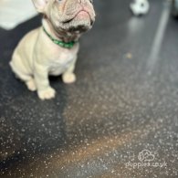 French Bulldog - Both