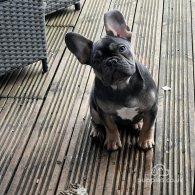 French Bulldog - Both