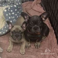 French Bulldog - Dogs