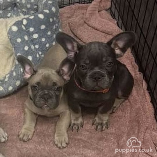 French Bulldog - Dogs