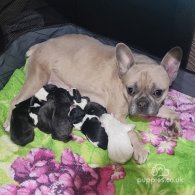 French Bulldog - Both