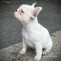 French Bulldog - Dogs