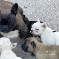 French Bulldog - Dogs