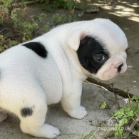 French Bulldog - Dogs