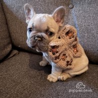 French Bulldog - Both