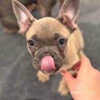 French Bulldog - Dogs