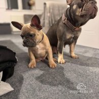 French Bulldog - Dogs