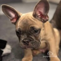 French Bulldog - Dogs