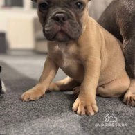 French Bulldog - Dogs