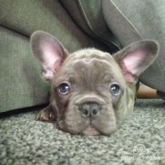 French Bulldog - Both