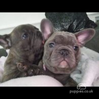 French Bulldog - Both