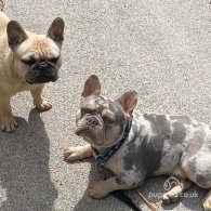 French Bulldog - Both