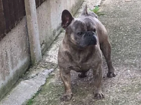 French Bulldog