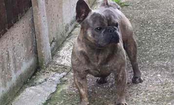 French Bulldog