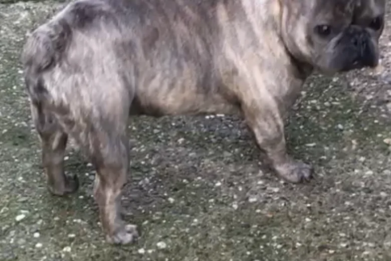 French Bulldog