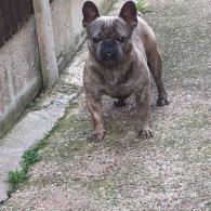 French Bulldog