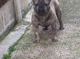 French Bulldog