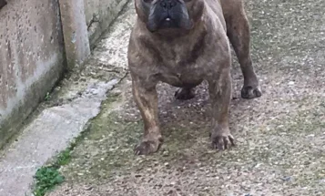 French Bulldog