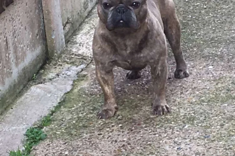 French Bulldog