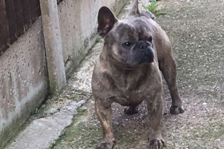 French Bulldog