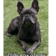 French Bulldog - Both