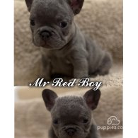 French Bulldog - Both