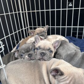 French Bulldog - Both