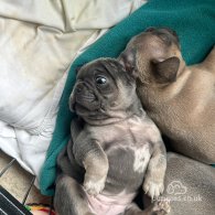 French Bulldog - Both