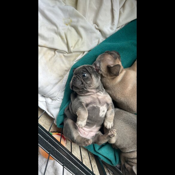 French Bulldog - Both