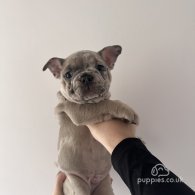 French Bulldog - Both