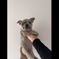 French Bulldog - Both