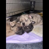 French Bulldog - Both