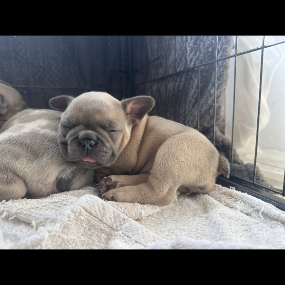 French Bulldog - Both