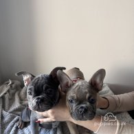 French Bulldog - Both